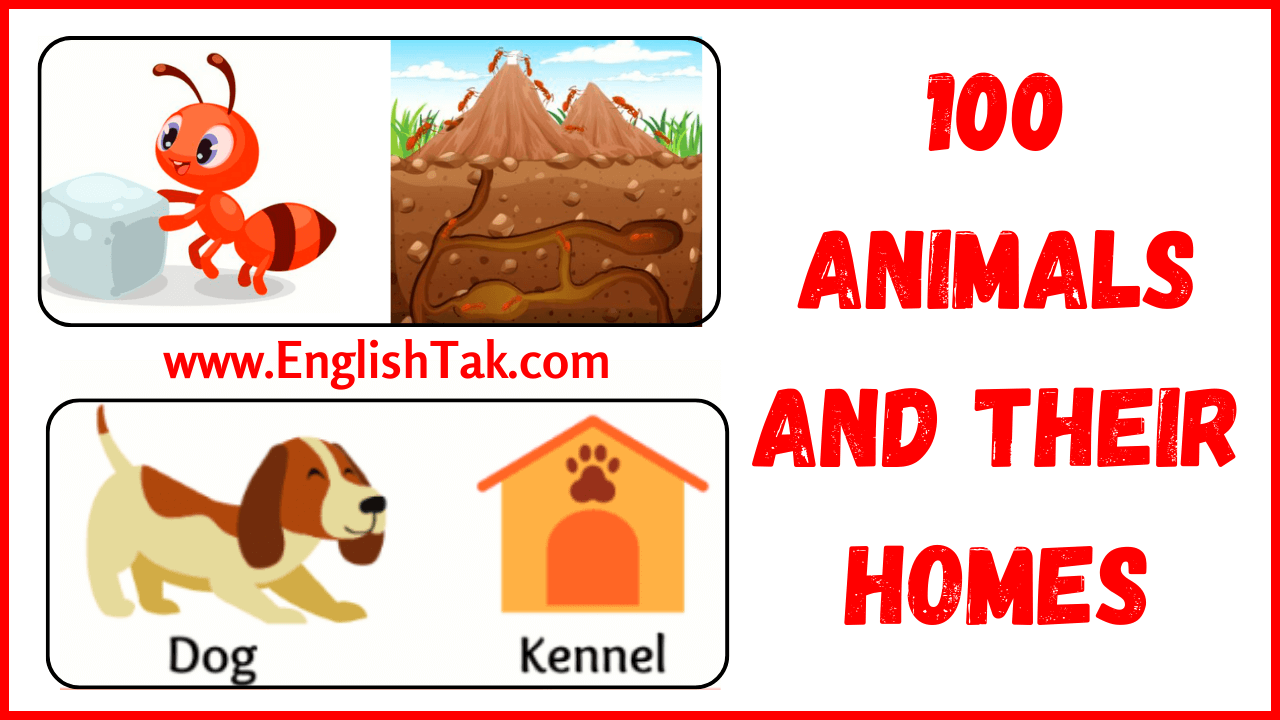 100 Animals and their Homes